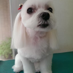 わんすてっぷのブログ