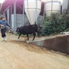 子牛の買い付けと堆肥配達の画像