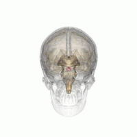ろかずのブログ-脳下垂体