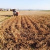 大豆刈りから麦蒔き準備の画像