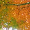 けさの庭　１１/２４　カルーナの画像