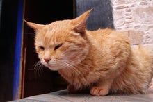 中国遼寧省大連市で「みちひらき」生活-ポタラ宮殿内の猫