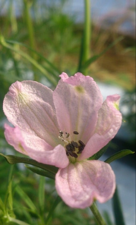 ピンク色のデルフィニウム さくらひめ が咲き始めました 菊間に綺麗な花がある場所