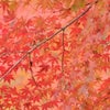 イロハモミジの紅葉の画像