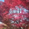秋の紅葉のバイト　熊本のお客さんありがとうの画像