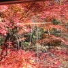 叡山電車からの紅葉の画像