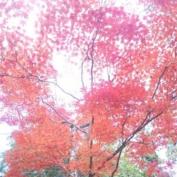 画像 紅葉☆ TT の記事より 8つ目
