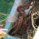 兵庫県 東二見　岩澤乗合船(住吉丸)　蛸さん釣り  2013年11月下旬の記事より