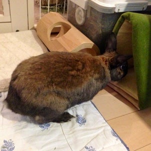 歳月はうさぎを更に待たずの画像