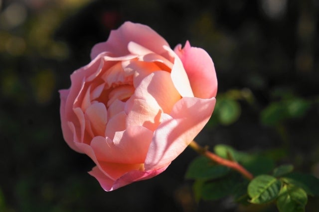 同じ大きさの鉢に植え替える １２月 ママの薔薇のブログ