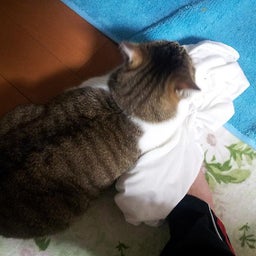 画像 ビックリ猫！ TT の記事より 1つ目