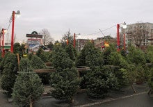 Christmas tree lot
