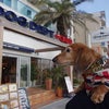 DOG DEPT ＋　CAFE 湘南江ノ島の画像