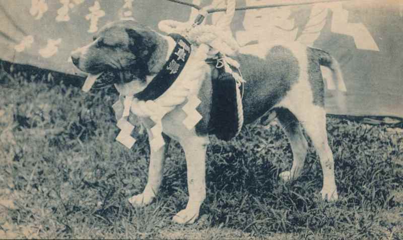 闘犬の話 その1 近代日本の闘犬界 帝國ノ犬達