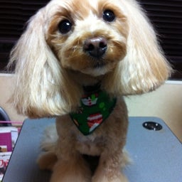 画像 12月21日のお友達 の記事より 8つ目