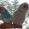 初めてみる雪の画像
