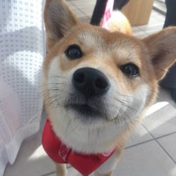 画像 アップ の記事より