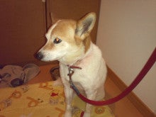愛知県豊川市迷子犬(老犬チェル）をさがしています。拡散希望 庭師なおゴンの気まぐれ日記