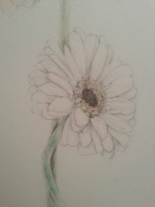 ガーベラ 白い花の描き方 ボタニカルアート 五分咲きの日々 花とひとだま時々ねこの画家 ほんじょうれいこのブログ