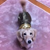 おめでとうございます☆の画像