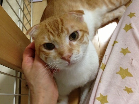 白血病とエイズのダブルキャリアの猫さんは npo法人ねこけん Official Blog