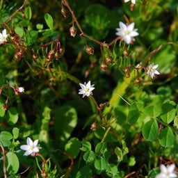 画像 野の花 の記事より 3つ目