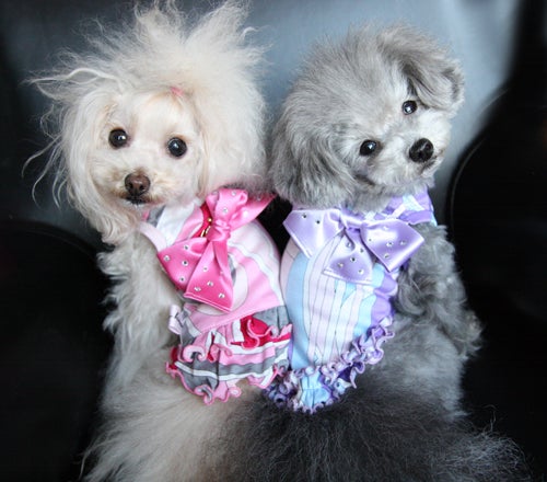 Luxury Dogwear Dog Kiss受注会 Fafa O モデル犬 Coco Tiara Bambi Pucci Honey ココティアバンビプッチハニー ﾟ