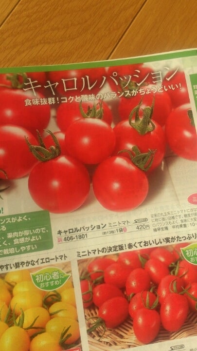 ミニトマト【キャロルパッション】の…魅力～♪ | たみちゃん農園のブログ