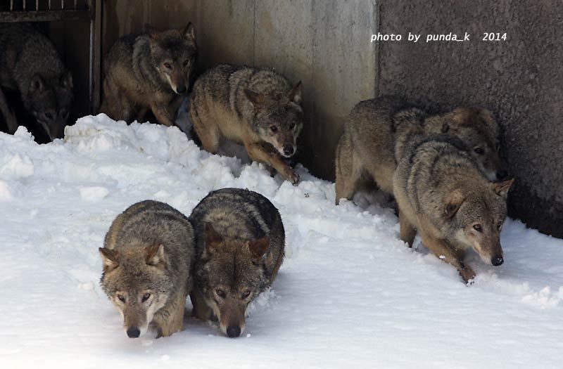 雪の中のオオカミたち １ アフリカゾウ チーター 写真 Cg日記