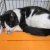 横浜市動物愛護センターで収容中の猫の画像