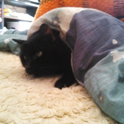 黒猫　こたつ２