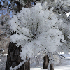 田舎都会からの便り　雪の華の画像