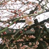 湯島の梅の画像