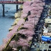 河津桜:満開８０００本　　鴻巣びっくりひな祭りもの画像