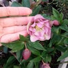 開花の画像