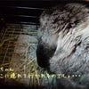 ぼの病院へ行くの巻の画像