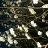 梅は咲いたか  桜はまだかいなの画像