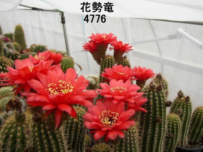 花サボテンGold rose 4cm 交配種 2個セット K-1 - marketingagricola.pt