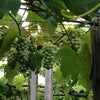 ワインが人と畑をつなぐ　都市型ワイナリー　島之内　フジマル醸造所の画像