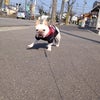 お散歩☆LOG PO-SU ボディジュエリーサロン☆の画像