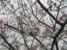 百年公園の桜