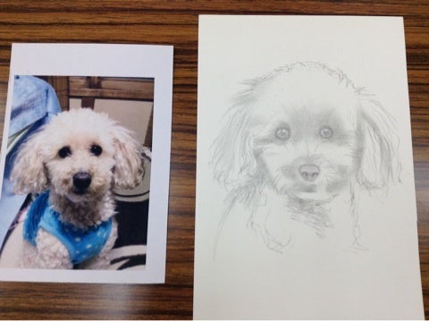 鉛筆画の描き方 犬トイプードルその１ Shoko Yokota Pencil Drawing