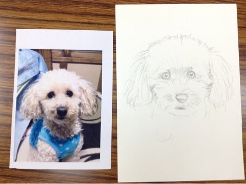 鉛筆画の描き方 犬トイプードルその１ Shoko Yokota Pencil Drawing