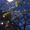染井桜の画像