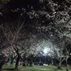 ☆ 夜桜 ♪の画像