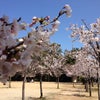 半田の桜、開花状況！の画像
