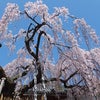 奈良・氷室神社の枝垂桜は満開ですの画像