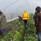 いちご・小松菜収穫体験【炭素循環農法】の記事より