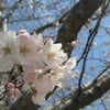 今日の桜　３/３１の画像