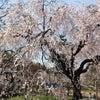 桜の画像